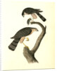 Sharp-shinned Hawk by John James Audubon