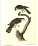 Sharp-shinned Hawk by John James Audubon