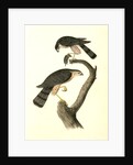 Sharp-shinned Hawk by John James Audubon