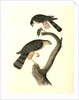 Sharp-shinned Hawk by John James Audubon