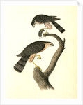Sharp-shinned Hawk by John James Audubon