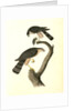 Sharp-shinned Hawk by John James Audubon