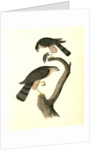 Sharp-shinned Hawk by John James Audubon
