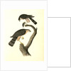 Sharp-shinned Hawk by John James Audubon