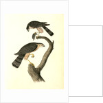 Sharp-shinned Hawk by John James Audubon
