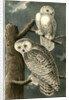 Snowy Owl by John James Audubon