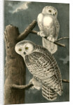 Snowy Owl by John James Audubon