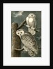 Snowy Owl by John James Audubon