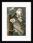 Snowy Owl by John James Audubon