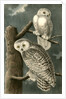 Snowy Owl by John James Audubon