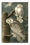 Snowy Owl by John James Audubon