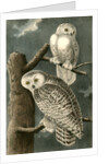Snowy Owl by John James Audubon