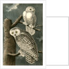 Snowy Owl by John James Audubon