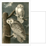 Snowy Owl by John James Audubon