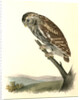 Little Night-Owl by John James Audubon