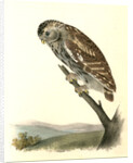 Little Night-Owl by John James Audubon