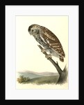 Little Night-Owl by John James Audubon