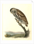 Little Night-Owl by John James Audubon