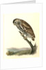 Little Night-Owl by John James Audubon