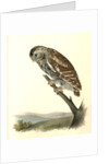 Little Night-Owl by John James Audubon