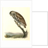 Little Night-Owl by John James Audubon