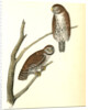 Columbian Day-Owl by John James Audubon