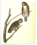 Columbian Day-Owl by John James Audubon