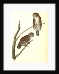 Columbian Day-Owl by John James Audubon
