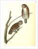 Columbian Day-Owl by John James Audubon