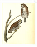 Columbian Day-Owl by John James Audubon