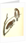 Columbian Day-Owl by John James Audubon