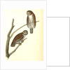 Columbian Day-Owl by John James Audubon