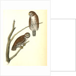 Columbian Day-Owl by John James Audubon