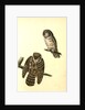 Tengmalm's Night-Owl by John James Audubon