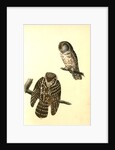 Tengmalm's Night-Owl by John James Audubon