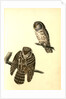Tengmalm's Night-Owl by John James Audubon