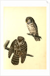 Tengmalm's Night-Owl by John James Audubon
