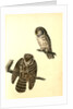 Tengmalm's Night-Owl by John James Audubon