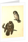 Tengmalm's Night-Owl by John James Audubon