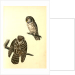 Tengmalm's Night-Owl by John James Audubon