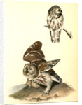 Little or Acadian Owl. (Common Mouse.) by John James Audubon
