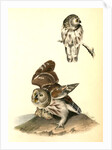 Little or Acadian Owl. (Common Mouse.) by John James Audubon