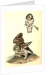 Little or Acadian Owl. (Common Mouse.) by John James Audubon