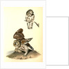 Little or Acadian Owl. (Common Mouse.) by John James Audubon