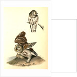 Little or Acadian Owl. (Common Mouse.) by John James Audubon
