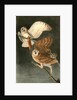 Barn Owl by John James Audubon