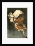 Barn Owl by John James Audubon
