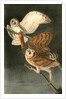 Barn Owl by John James Audubon