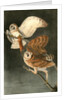 Barn Owl by John James Audubon