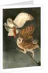 Barn Owl by John James Audubon